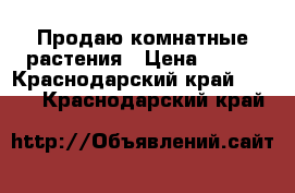 Продаю комнатные растения › Цена ­ 500 - Краснодарский край  »    . Краснодарский край